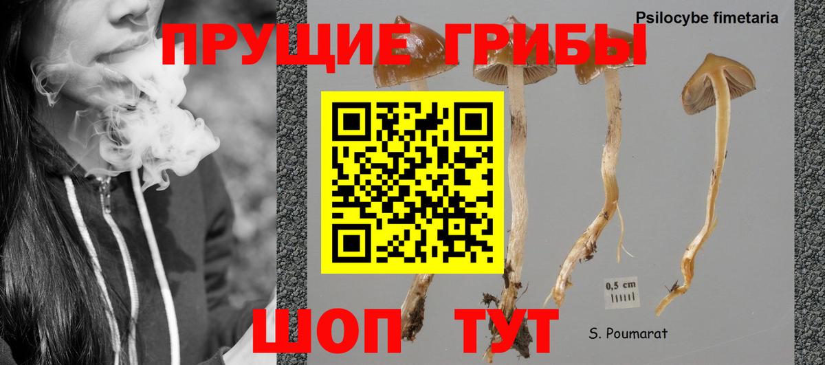 купить   Вход с VPN  Минусинск  Галлюциногенные грибы прущие грибы 